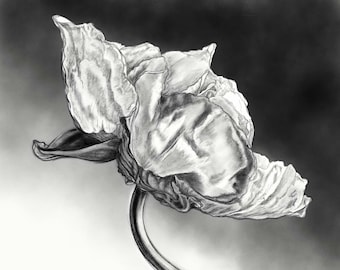 Botanical Charcoal Illustration of Flower, Print of Black White Pencil Drawing, Floral Charcoal Drawing