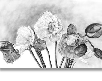 Charcoal Drawing of Poppies, Print of Original Black White Botanical Pencil Drawing of Flowers