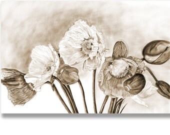 Sepia Print of Poppies Charcoal Drawing, Print from Original Pencil Drawing of Poppy Botanical Illustration