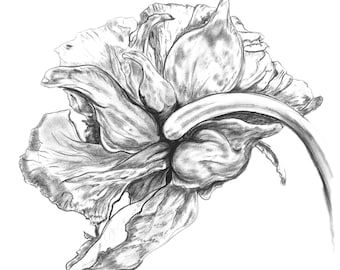 Floral Botanical Illustration, Floral Black White Charcoal Drawing, Pencil Illustration of Flower