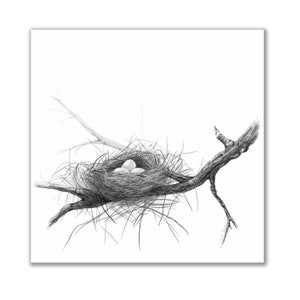 Charcoal Drawing Birds Nest on Tree Branch, Print of Original Black White Pencil Drawing