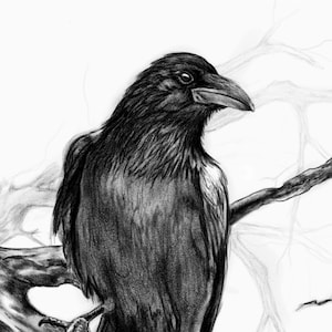Charcoal Drawing Raven on Tree Branch, Black White Original Pencil Illustration, Bird Wall Art Print image 6
