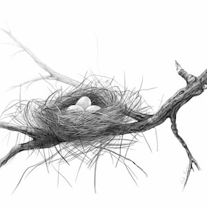 May include: A black and white pencil drawing of a bird's nest with three eggs inside. The nest is made of twigs and is sitting on a branch of a tree.