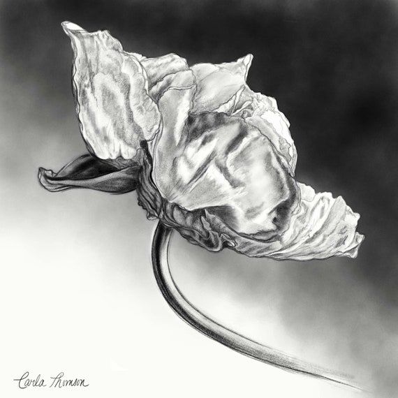 Illustrazione botanica a carboncino del fiore, stampa del disegno a matita  bianca nera, disegno floreale a carboncino -  Italia
