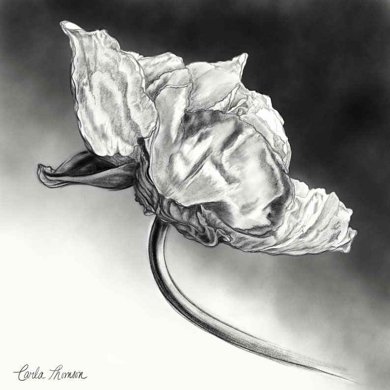 Botanical Charcoal Illustration of Flower Print of Black Etsy