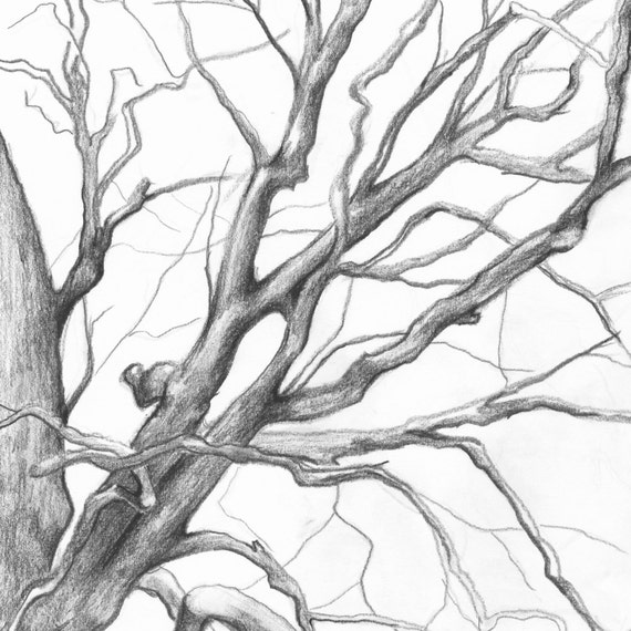 Alba e rami - sanguigna - #albero #rami #legno #disegno #matita