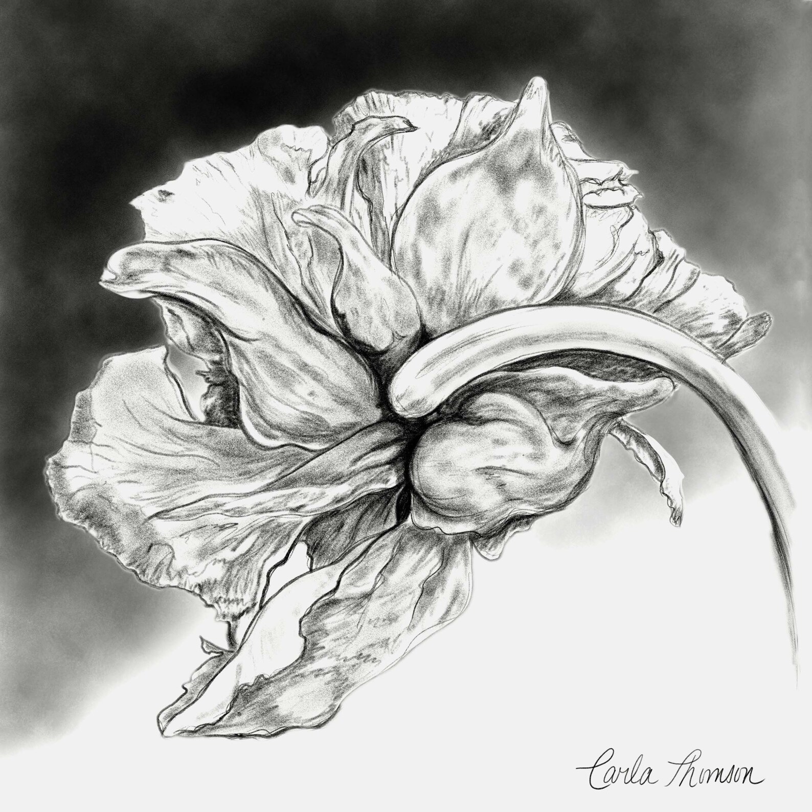 Set of 3 Charcoal Botanical Prints, Black and White Floral