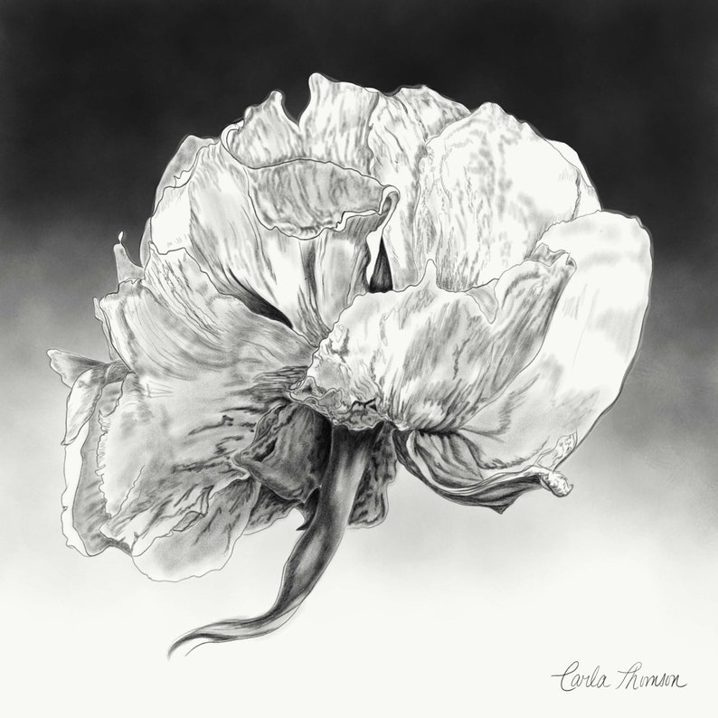 Set of 3 Charcoal Botanical Prints, Black and White Floral