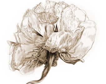 Botanical Flower Illustration, Floral Sepia Wall Art, Charcoal Pencil Drawing