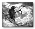 Charcoal Drawing Raven on Tree Branch, Black White Original Pencil Drawing Moon Illustration, Halloween Wall Art Print