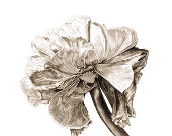 Sepia Botanical Floral Illustration, Minimalist Flower Drawing, Charcoal Pencil Wall Art