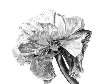 Black White Pencil Drawing Print, Botanical Illustration of Flower, Floral Charcoal Drawing