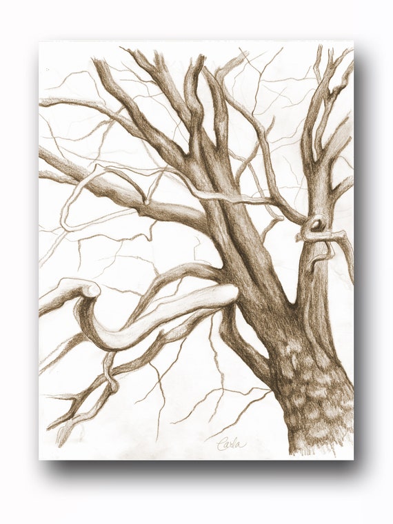 Sepia Tree Branches Charcoal Drawing Botanical Wall Art Etsy