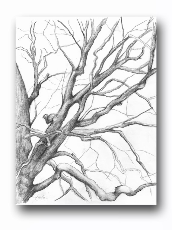 Tree Illustration Print Charcoal Drawing Of Branches Winter Etsy