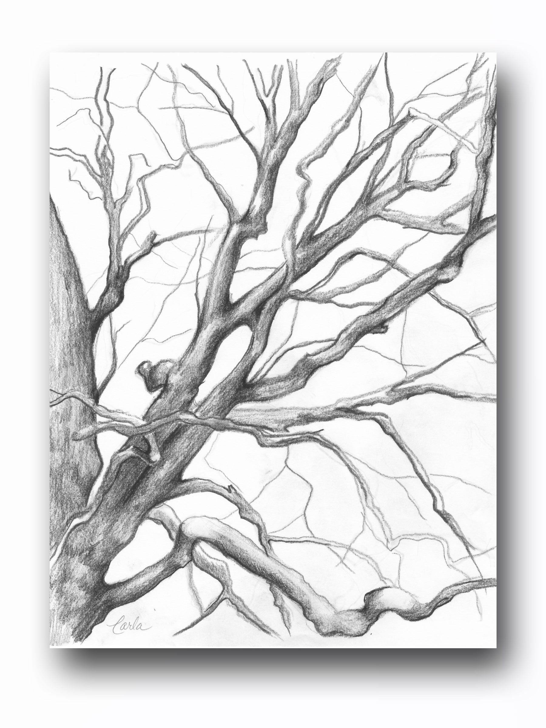 How to Draw Trees Overlapping Branches  John Muir Laws