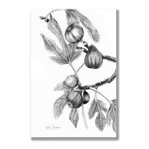 Original Charcoal Drawing Figs on Tree Branch, Print of Black White Pencil Drawing Botanical Illustration