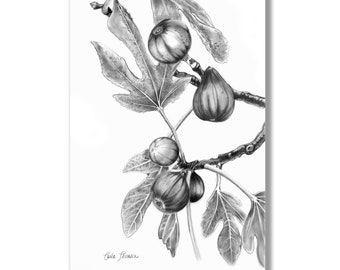 Original Charcoal Drawing Figs on Tree Branch, Print of Black White Pencil Drawing Botanical Illustration