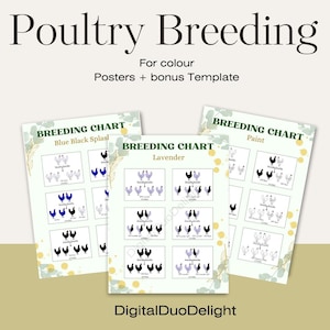 May include: Three printable breeding charts for poultry, featuring different color variations: Blue Black Splash, Lavender, and Paint. Each chart shows a family tree of chickens with different color combinations.