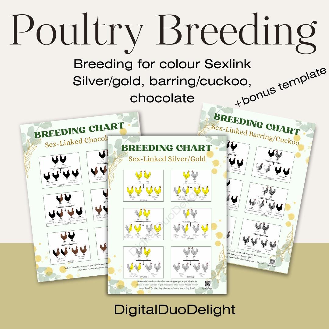 Breeding Rights Chart Chicken Breeding for Color Sex-link Genetics Chocolate Barring Cuckoo ...