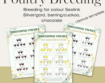 Chicken Breeding for color Sex-link genetics chocolate barring cuckoo silver gold genetics outcomes posters sex linked poultry genes charts