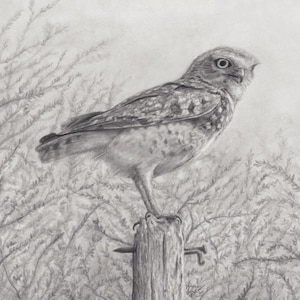 Observer - Stampa artistica con disegno a matita di un gufo 8x10″