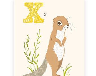 ABC card, X is for Xerus , ABC wall art, alphabet flash cards, nursery wall decor for kids