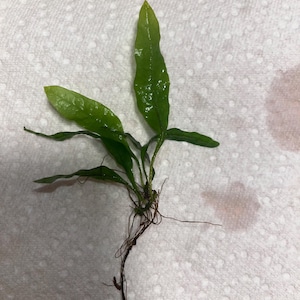 Javaormbunke (Leptochilus pteropus) Levande akvarieväxter