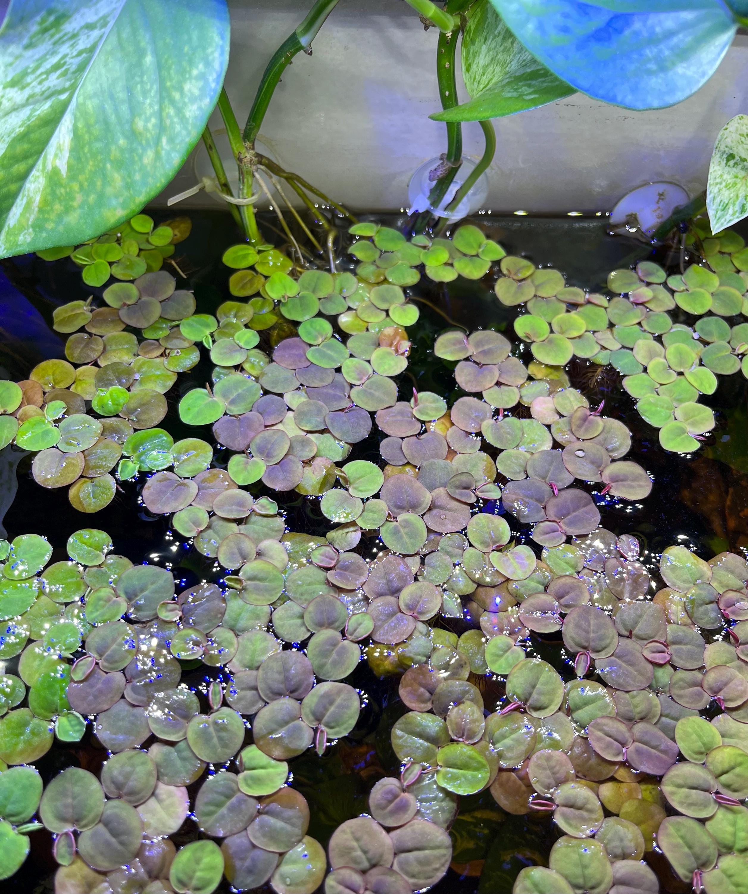 Blackwater Aquarium Australia