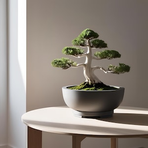 Może przedstawiać: Małe drzewko bonsai z zielonymi liśćmi i białym pniem w szarej ceramicznej doniczce. Doniczka stoi na jasnym drewnianym stole.