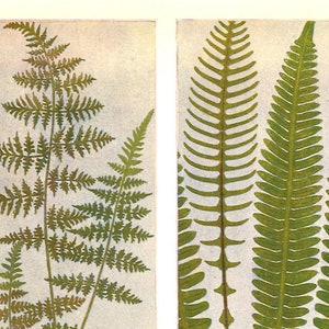 Ferns of the Alps Flower Giclee FIne Art Flower Print Garden print Mountains in Spring Green Fern Fronds Wall Art