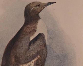 1901 Guillemot Framed Antique Original Color Print | Ready to Hang Wall Art
