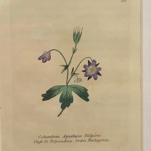 1825 Purple Columbine | Framed Original Etching | Antique Botanical Hand colored | Aquilegia Vulgaris  | Beautiful garden framable wall art