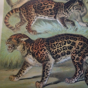 1897 Big Cats Panther Antique color print original great detail beautiful hand colored Carnivora Ocelot Cougar Jaguar Wall Art Framable