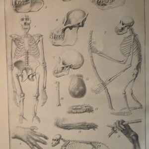 May include: Anatomy illustration featuring detailed sketches of human and primate skeletons, skulls, and hands. The black and white drawings are labeled with numbers, showcasing comparative skeletal structures. The image is printed on aged paper.
