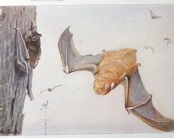 Antique Bats and Shrews animal prints 1918 Published Lithograph from National Geographic Original color lithograph For animal lovers