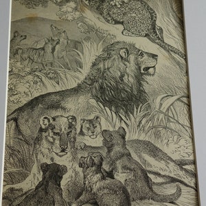 Pride of Lions with Panther Matted print for 8 by 10 inch frame 1890 original etching For animal lovers african lion king of the jungle