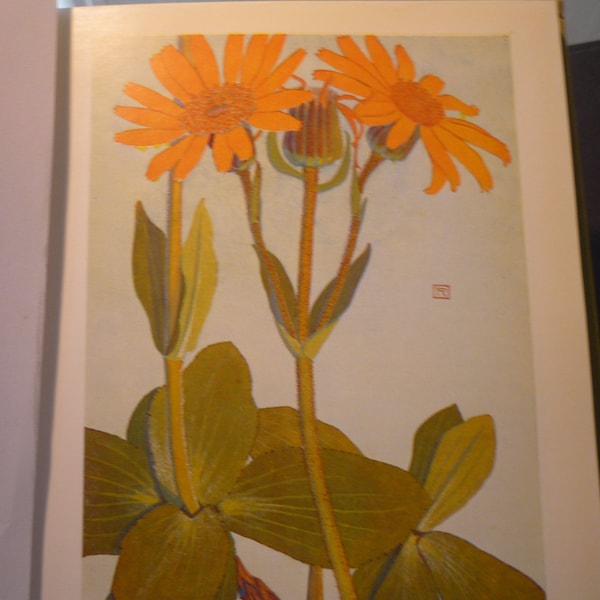 Gelbe Silber Alpenblumen botanischen Druck - Blume Lithographien - lebendige Farben - doppelseitig - Wolfs Bane Sooty Senecon