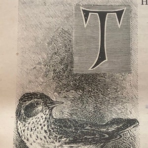 Może przedstawiać: Czarno-biała ilustracja ptaka z literą "T" w tle.