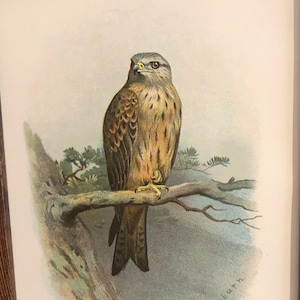 1901 Kite Framed Antique Original Color Lithograph | Aviary Collection British Bird | Birds of Prey | Signed in Plate by A Thornburn