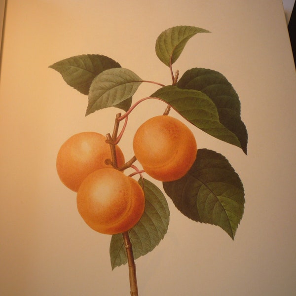 Apricot Peach Redoute Flowers Botanical Print - Fruit Flower Lithographs - vibrant color - Abricot Peche beautiful garden floral decor 1990