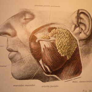 Der Mund Speicheldrüsen des Verdauungssystems Kreuz Abschnitt - Mundhöhle - 1954 menschlichen Anatomie - Zahnarzt Arzt Druck