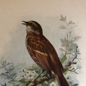 1901 Hedge Sparrow Antique Original Color Lithograph  7.5 x 5 inches for framing Aviary Collection Wild Birds