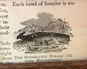 Mini Spermaceti Whale | Framed 1888 Antique Original print | 4 by 3 inches | Ready to display Beautiful image for beach house nautical decor