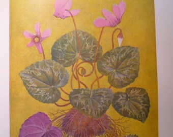 Cyclamen Pink Flowers Beauties Swiss Alps Garden - Color Print Phillipe Robert Spring Alpine flora Wall Art
