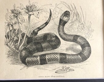 1880 Coral Cobra antique original Reptile print | Matted for 8 by 10 inch frame | Elaps Corallinus Exotic Venomous Snake | Wall Art