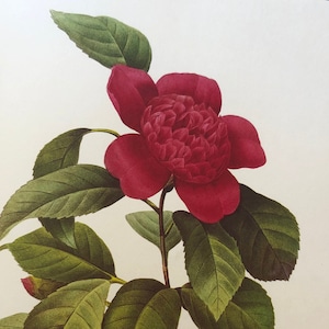 Camellia Anemone Redoute Flower Botanical Print Lithograph Red Bloom bloemen 1990 13 bij 10,5 in Print framable Wall Art