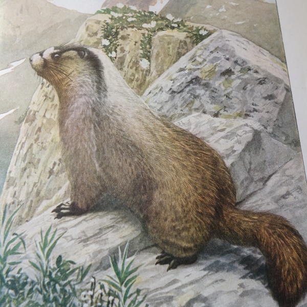 Marmot Whistler Marmot animal print from National Geographic 1918 original color lithograph ready to frame For animal lovers Marmot