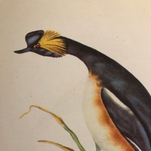 1947 Black Necked Grebe color print | Vintage Original Color Lithograph| Bird Print | Aviary Collection | for Framing | Wall Art
