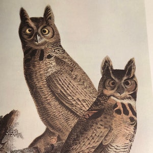 Great Horned Owl by James Audubon Large Color Plate Original Published Lithograph 1978 American bird For your Aviary Easy to Frame Wall Art