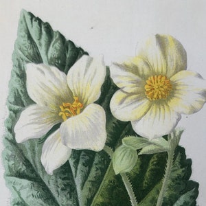 1883 White Begonia Antique Hand colored Flower Print Original Chromolithograph Wall Art botanical